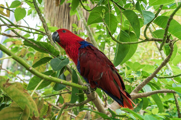 The female of eclectus parrot (Eclectus roratus).