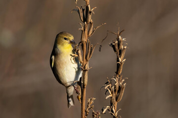 American Goldfinch feeding on shrub branch during a sunny autumn morning in a Toronto, Ontario, Canada park.
