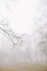 mysterious scene of autumn nature in the foggy morning, moody misty forest 