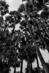 Fototapeta na wymiar Trunks of palm trees as background. Black and white