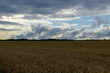 Fototapeta na wymiar wheat field and sky
