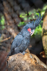 Chick of Palm cockatoo in a cage.
