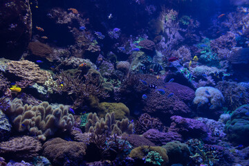 Plakat The bright underwater world of corals.