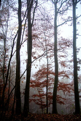 Fototapeta premium Herbst 2021 Doos und Veitsberg