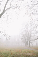 mysterious scene of autumn nature in the foggy morning, moody misty forest 