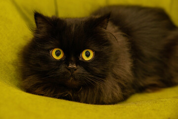 cat big eyes black cat