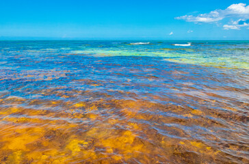 Tropical mexican colorful beach Punta Esmeralda Playa del Carmen Mexico.