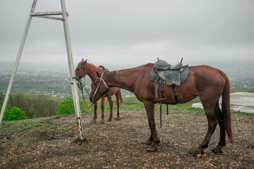 Fototapeta premium Riding horse on the top of the mountain