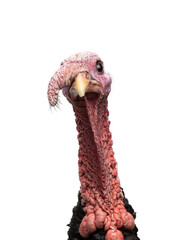 portrait turkey isolated on white background