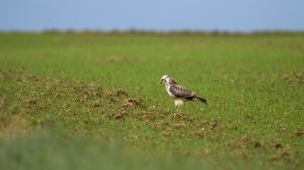 Autumn wildlife, bird of prey Common Buzzard, Buteo buteo, flight on a farmland. Wildlife scene from the nature. Landing or sitting on the ground. Buzzard fly in the forest.
