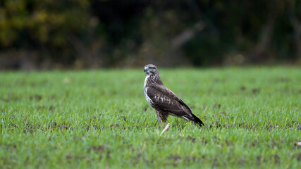 Autumn wildlife, bird of prey Common Buzzard, Buteo buteo, flight on a farmland. Wildlife scene from the nature. Landing or sitting on the ground. Buzzard fly in the forest.