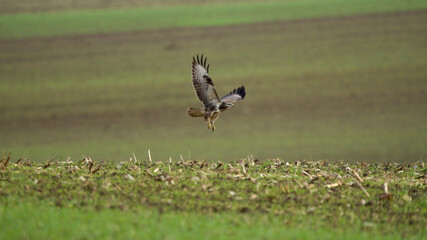 Autumn wildlife, bird of prey Common Buzzard, Buteo buteo, flight on a farmland. Wildlife scene...