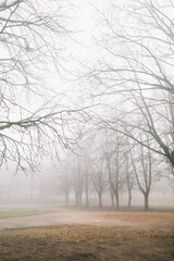 mysterious scene of autumn nature in the foggy morning, moody misty forest 