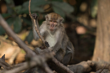 monkey near Kinabatangan River