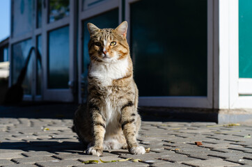 A gray street cat is basking in the sun. Yard cat. Pet.