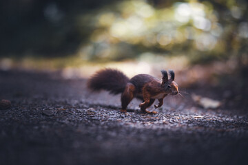 Feeding a Squirrel a Walnut
