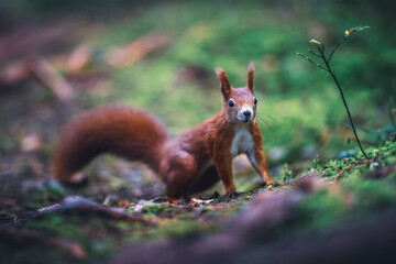 Feeding a Squirrel a Walnut