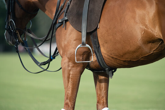 Deporte con caballos
Caballos de polo
