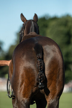 Deporte con caballos
Caballos de polo
