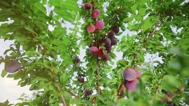 Good harvest of juicy ripe purple plums on plum tree branches in an orchard in summer. Farmer's hands with freshly harvested plums. Fruit picking.
