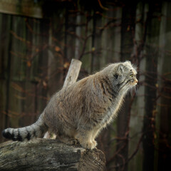 Pallas's cat, manul cat steppe small cat