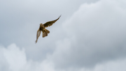 Fototapeta na wymiar Female Common Kestrel hawk bird of prey in flight (Falco tinnunculus) 