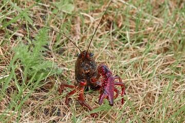 invasive red swamp crayfish on field of grass in the Netherlands. Treat to native species, due to deadly fungus. closup of claw. with copy space, no people