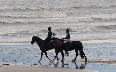 horses on the beach