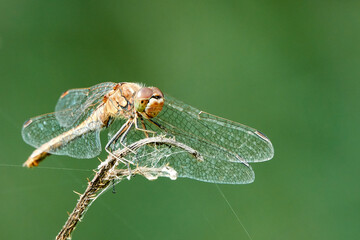 macro of a dragonfly on a leaf