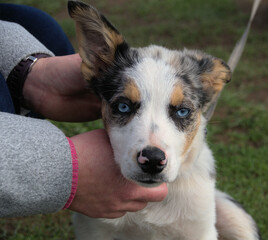 Blue Eyed Dog