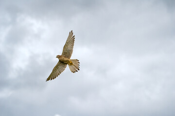 Female Common Kestrel hawk bird of prey in flight (Falco tinnunculus)
