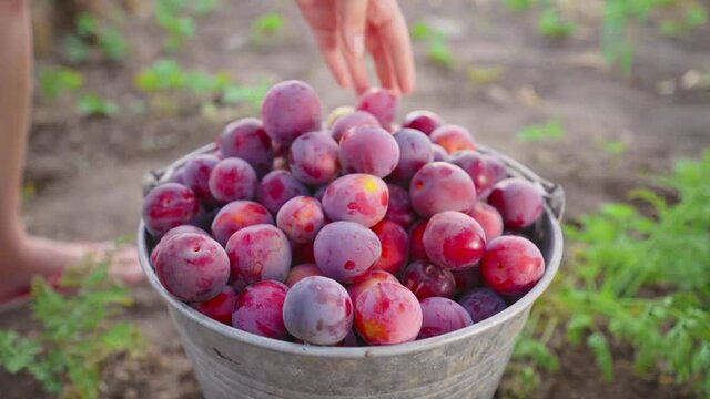 Woman in the garden with bucket of plums. Harvest of fresh plucked fruits, ripe blue plums. Hobbies, gardening. Growing organic fruits in home garden. Harvestime. Farmer's sweet ripe fruit. 