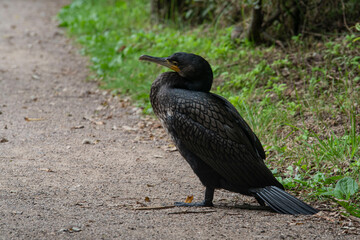 Close-up of a cormorant on the ground