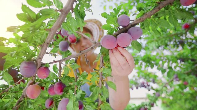 Fruit picking. Woman harvesting plums from the plum tree. Growing organic fruits in home garden. Healthy natural food. Hobbies, gardening.