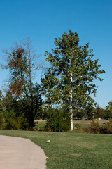 A Lone Sycamore Tree Accents a Corner of an Urban Park on an Autumn Day 