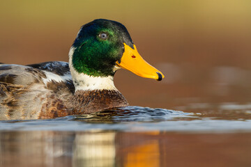 Mallard duck on the lake