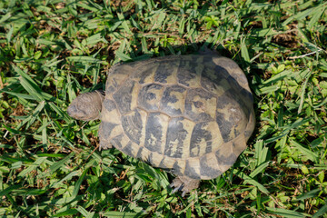 Terrestrial turtle in a garden - 468958517