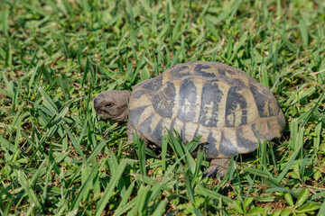 Terrestrial turtle in a garden - 468958544