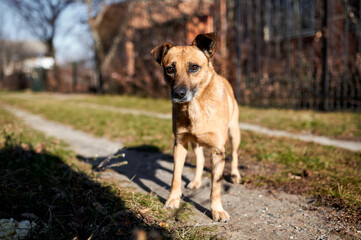 homeless red dog on the street in autumn