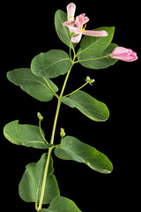 Flowers of Tatar honeysuckle, lat. Lonicera tatarica, isolated on black background