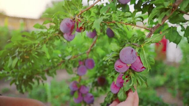 Growing organic fruits in home garden. Harvest of fresh plucked fruits, ripe blue plums.  Farmer's hands with freshly picked plums. Healthy natural food. 