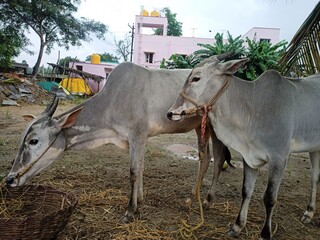 Two kangayam breed. Pair of kangayam breed