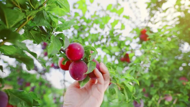 Harvest of fresh plucked fruits, ripe blue plums.  Farmer's hands with freshly harvested plums.  Growing organic fruits in home garden. Healthy natural food. 