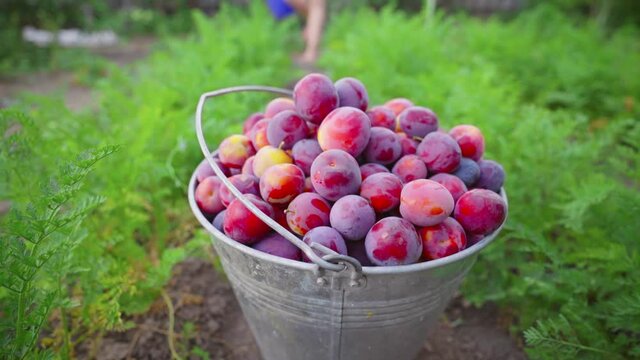 Bucket of plums. Harvest of fresh plucked fruits, ripe blue plums. Woman in the garden. Hobbies, gardening. Growing organic fruits in home garden. Harvestime. Farmer's sweet ripe fruit. 