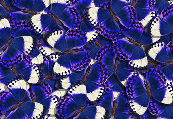 bright blue tropical morpho butterflies texture background. abstract pattern of bright colorful...