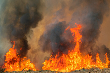 Raging flame of fire burn in grass fields pollution in air from wildfire concept.