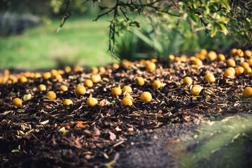fruits on the ground