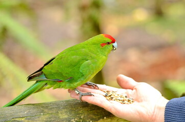Red-crowned parakeet near Otorohanga, Waikato region, North Island, New Zealand