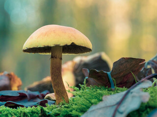 Gros plan d'un champignon jaunâtre et feuilles d'automne en forêt avec bokeh