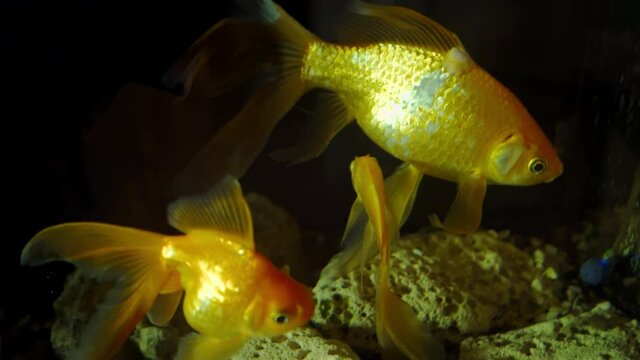 Fancy Orange Goldfish in the Water. A group of ornamental fish in tank. Underwater inhabitants. Pets. Fulfillment of desires.